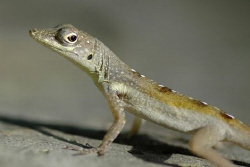 Lizard at Sunset House, Grand Cayman. by David Heidemann 